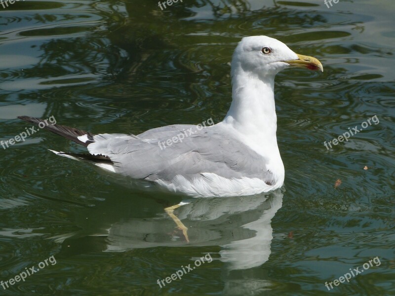 Larus Michahellis Seagull Yellow-legged Gull Yellow-legged Gull