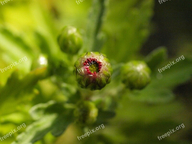 Herbstaster Bud Aster Autumn Flower Bud