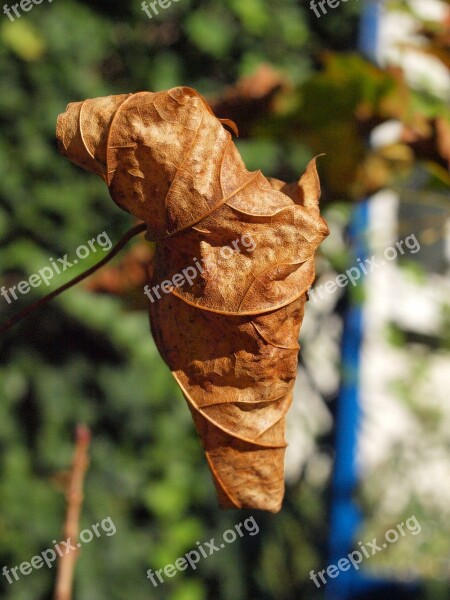 Autumn Leaf Brown Fall Foliage Leaves