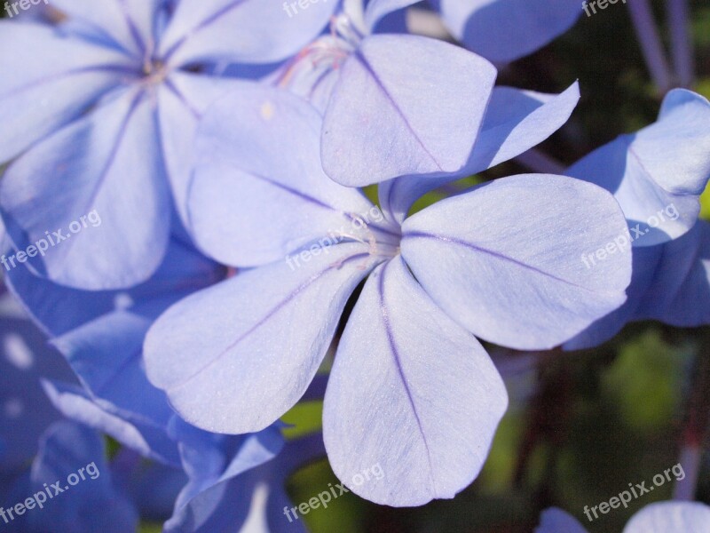 Auriculata Plumbago Blossom Bloom Blue