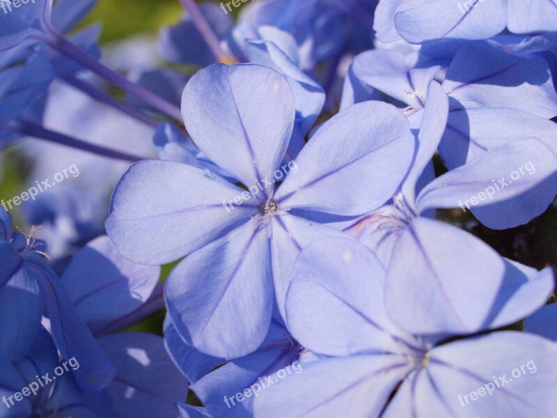 Auriculata Blossom Bloom Blue Plumbago