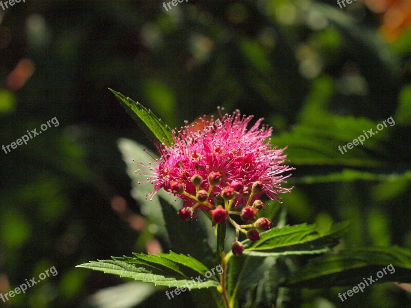 Spiere Bush Blossom Bloom Pink