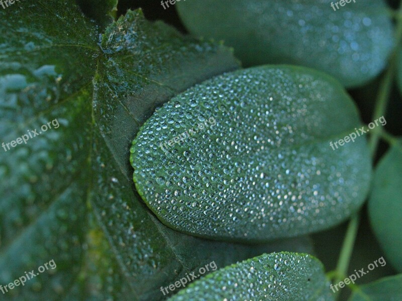 Snow Berry Morgentau Drip Dew Leaves