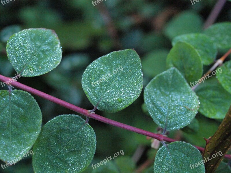 Snow Berry Morgentau Drip Dew Leaves