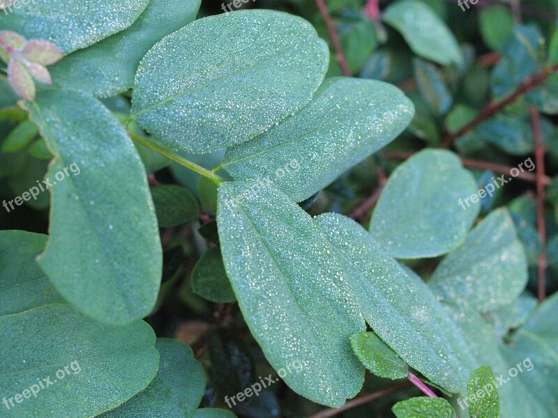 Snow Berry Morgentau Drip Dew Leaves