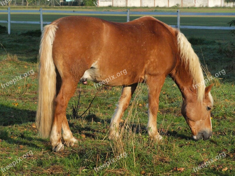 Horse Coupling Pasture Eat Brown