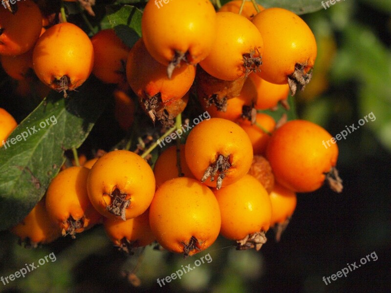 Haw Fruit Fruits Berries Sorbus