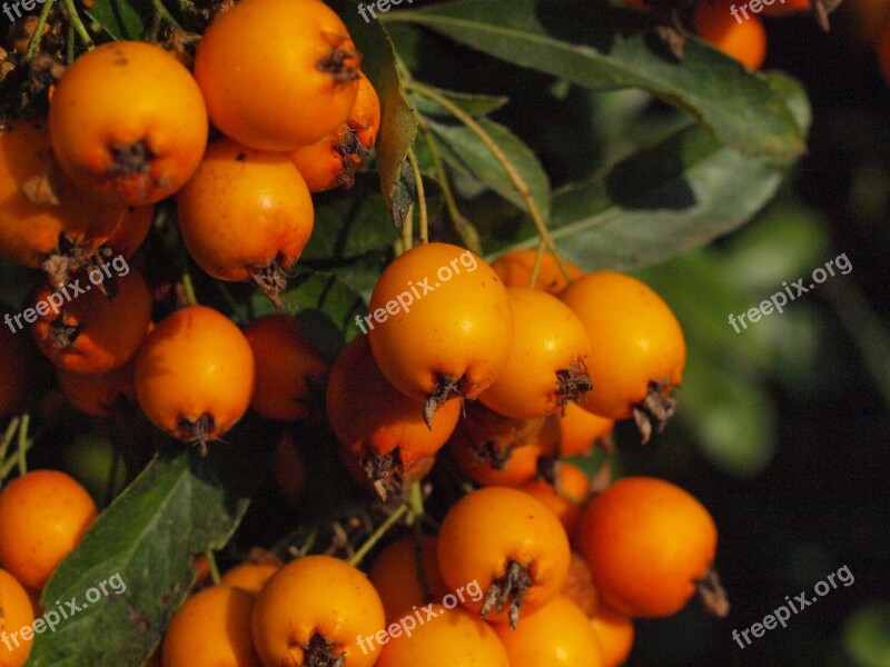 Haw Fruit Fruits Berries Sorbus