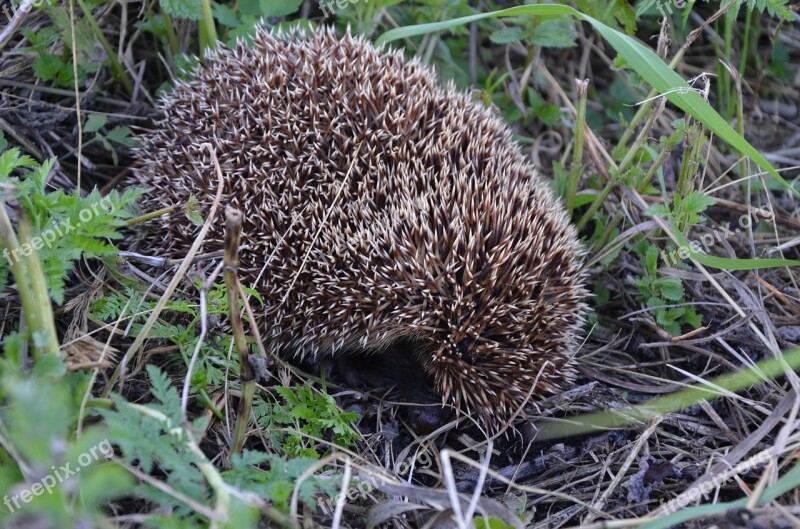 Hedgehog Animals Closeup Free Photos