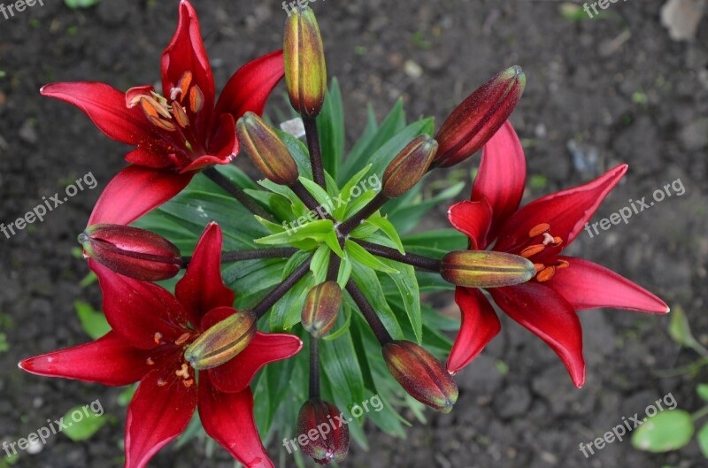 Flower Lily Flower Bed Beautiful Flower Red