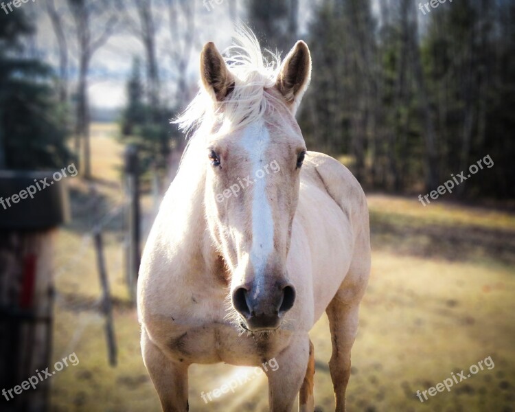 Horse Animal Equestrian Pet Horse Head