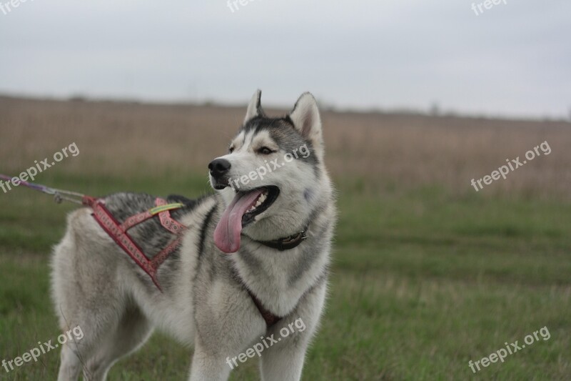 Husky Dog Siberian Free Photos