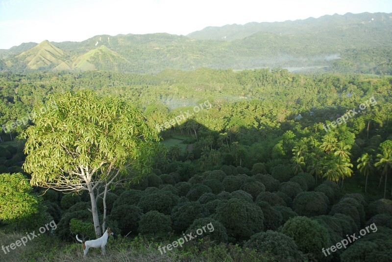 Trees Tropical Agriculture Plantation Mango