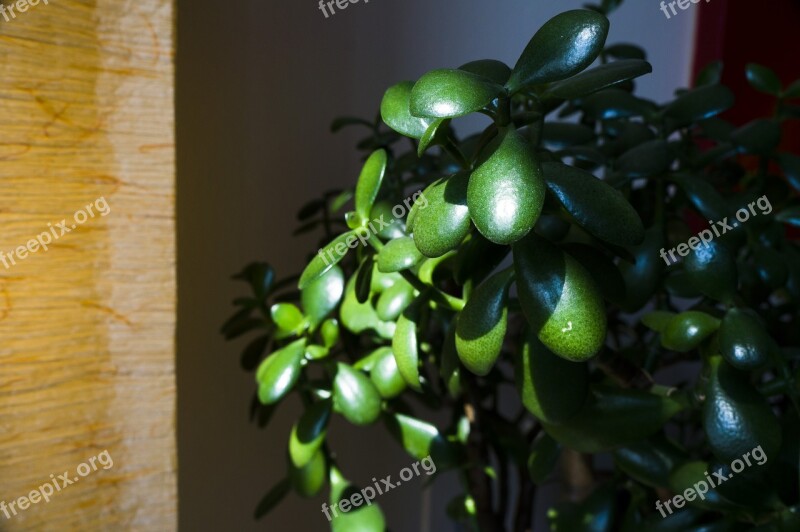 Jade Plant Succulent Green Nature