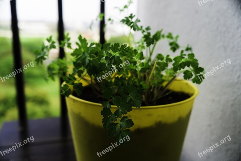 Parsley Herbs Organic Green Food