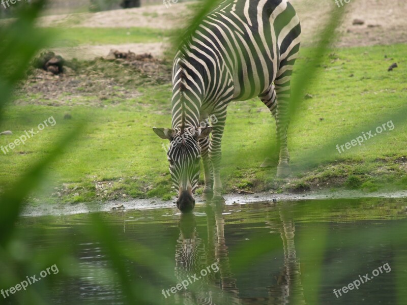 Zebra Watering Hole Wild Horse Horse Mane