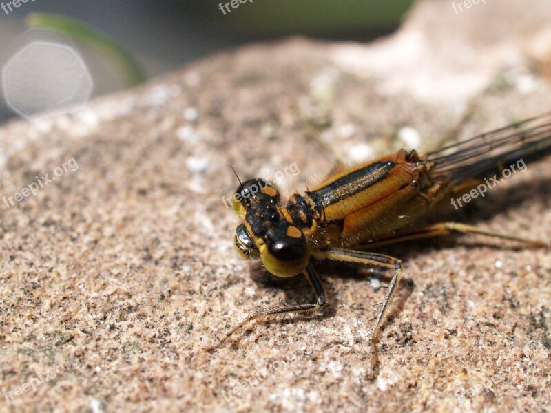 Dragonfly Insect Nature Animal Stone