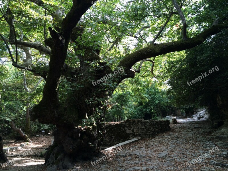 Tree Old Oak Tribe Green