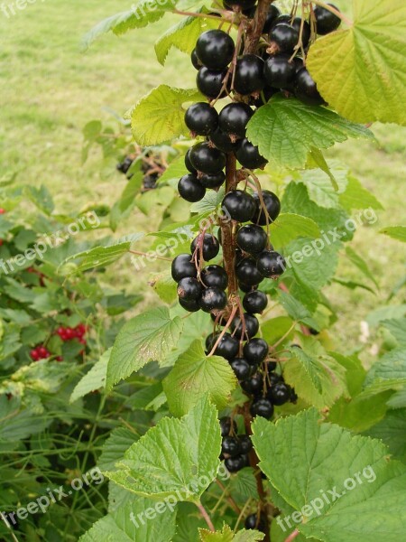 Currants Garden Fruit Berries Fruits