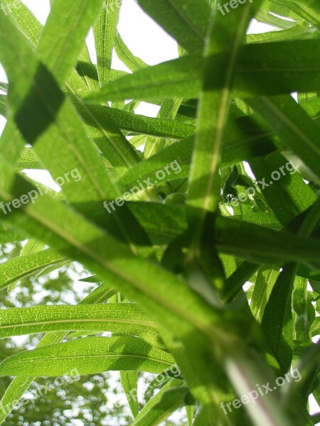 Leaf Leaves Green Plant Green Leaf