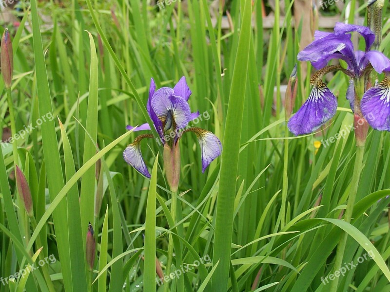 Lily Flower Plant Purple Violet