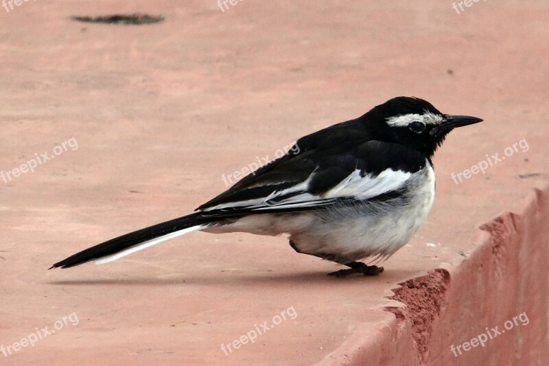 Large Pied Wagtail Bird Motacilla Maderaspatensis Wagtail Passeriformes