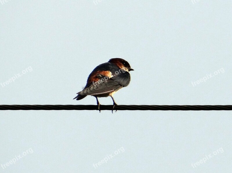 Indian Cliff Swallow Bird Swallow Hirundo Fluvicola Perched