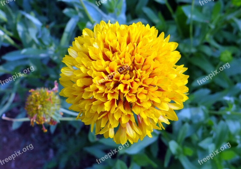 Chrysanthemum Flower Yellow Sevanthi Garden