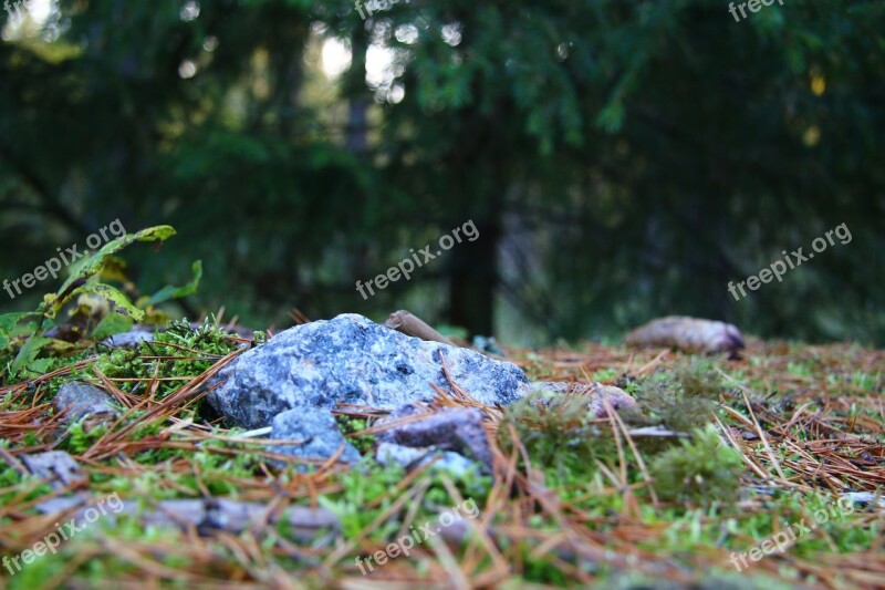 Forest Autumn Finnish The Soil In The Free Photos