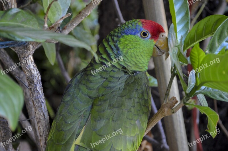 Perico Nature Birds Bird Animal