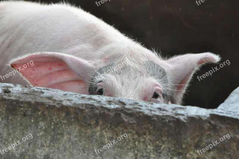 Pig Peeking Farm Animal Hiding