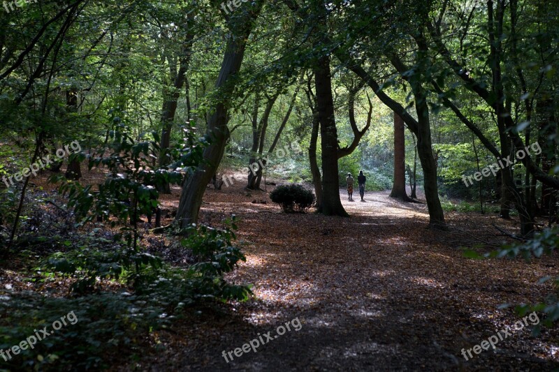 Walkers Woodland Landscape Rural Autumn Light