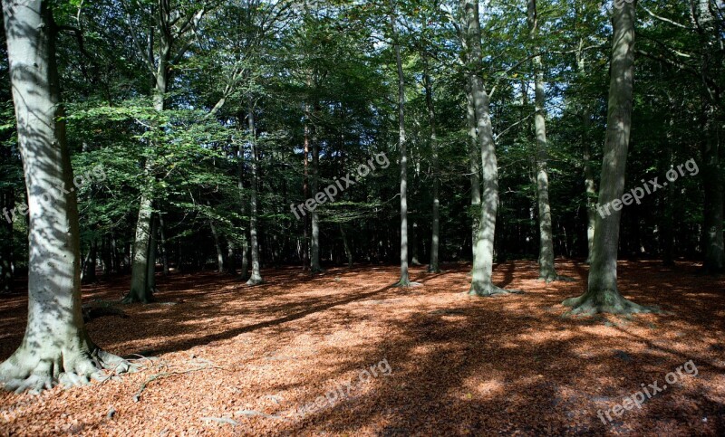 Woodland Forest Autumn Light Sunshine Shadows