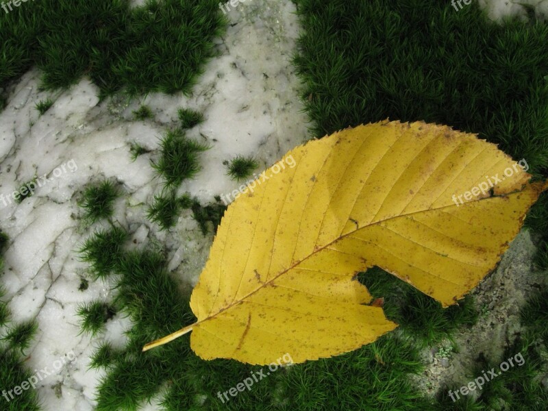 Leaf Moss Stone Forest Green