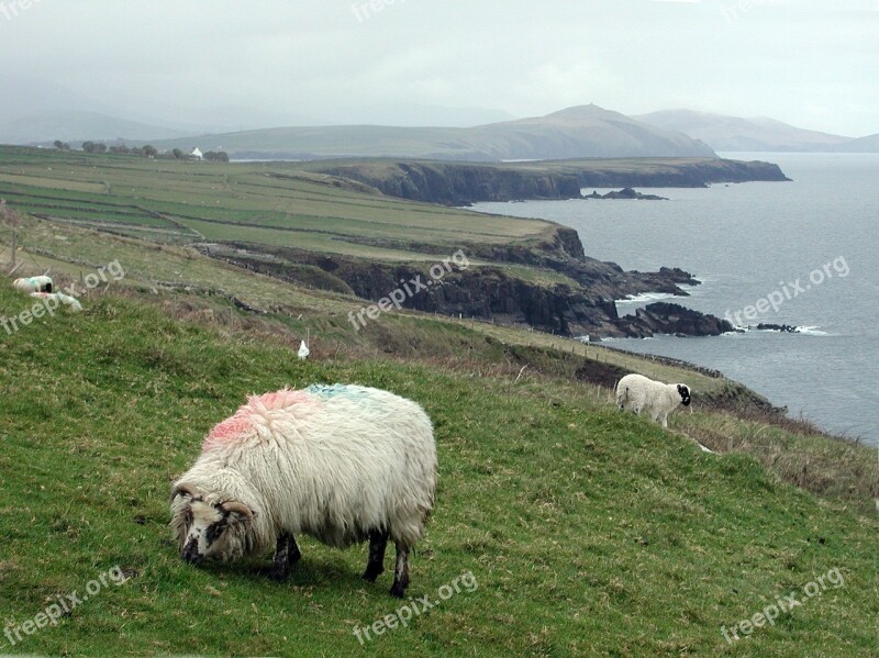 Sheep Coastline Ireland Landscape Bay