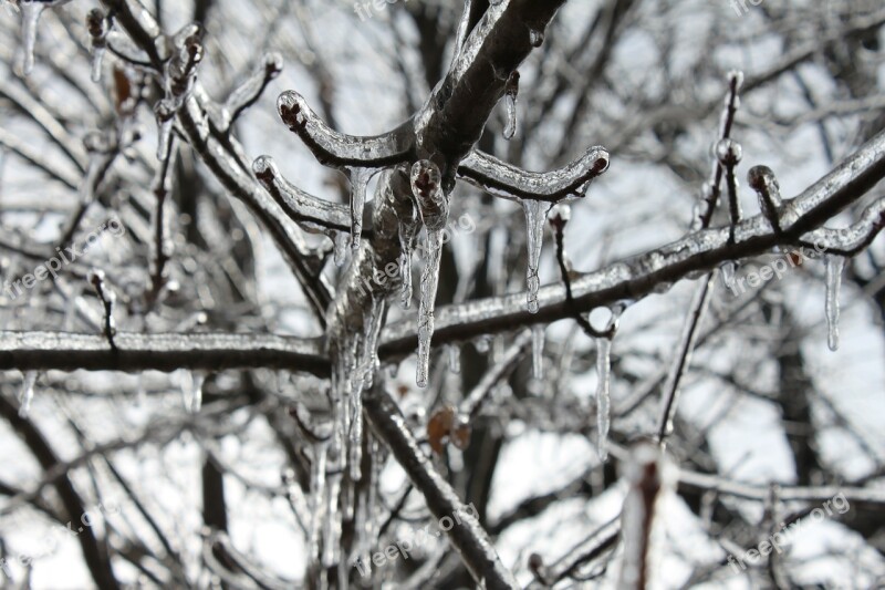 Icicles Ice Tree Outdoor December