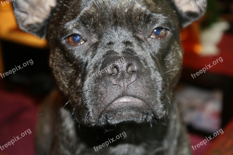 Bulldog French Bulldog Black Snout Dog