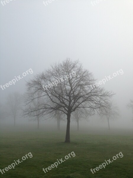 Mist Fog Tree Landscape Nature