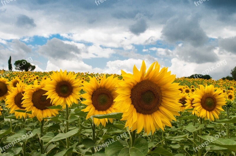 Sunflower Summer Sun Blooming Season