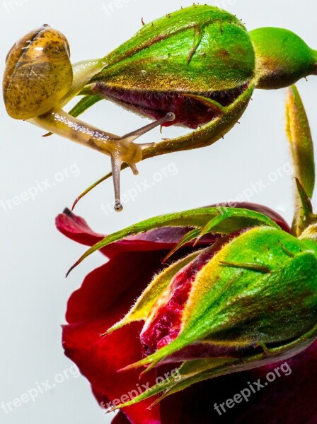 Snail Rose Exploring Nature Macro