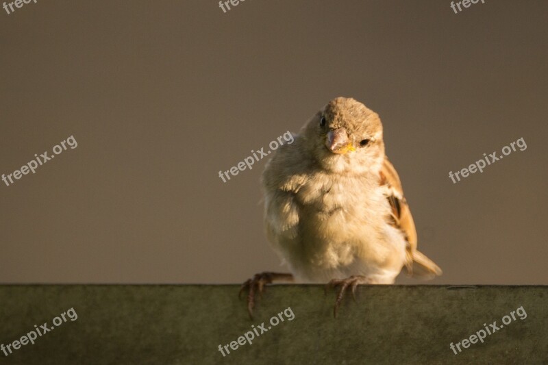 Sparrow Cute Bird Nature Animal