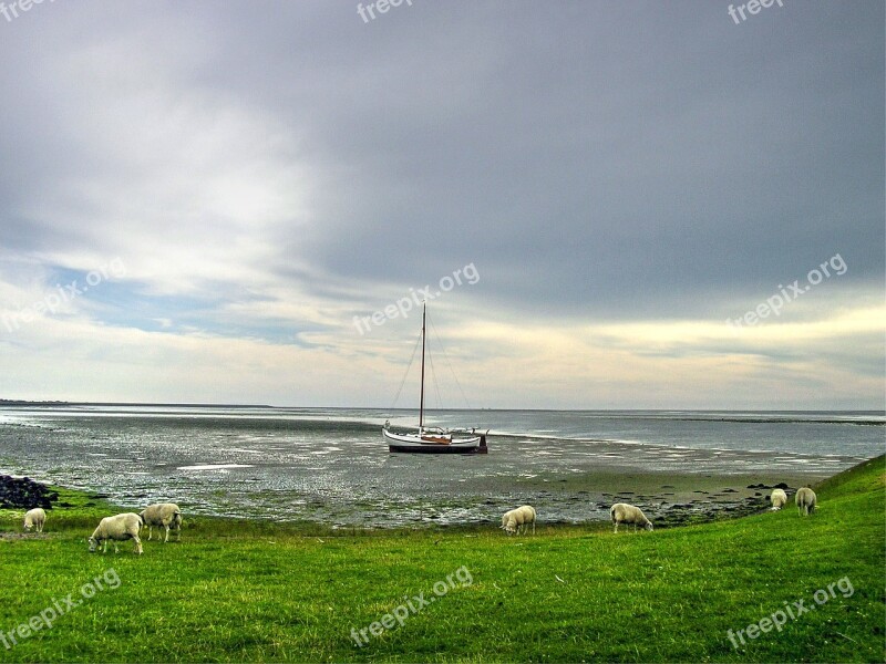 Sheep Boat Island Animal Farm