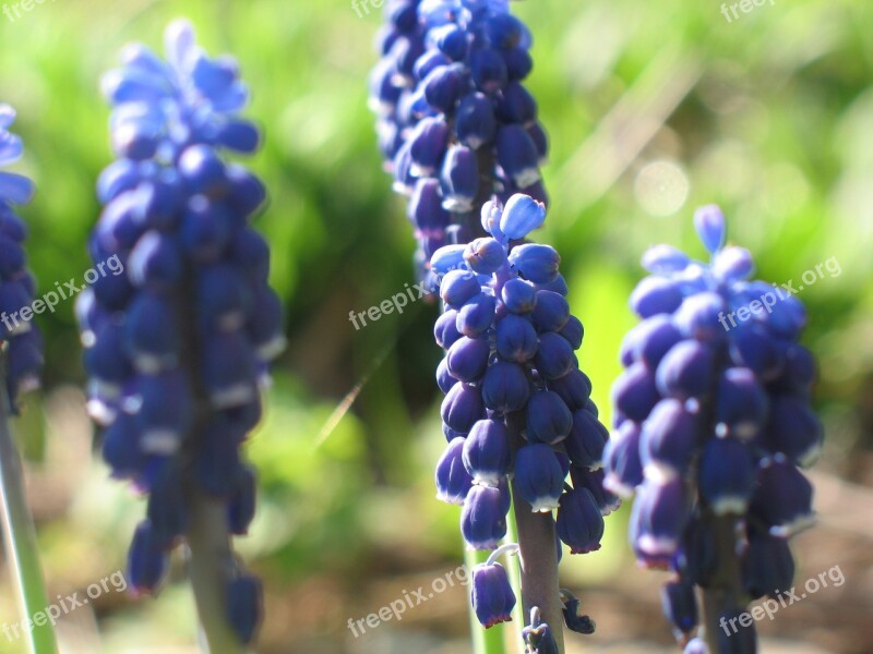 Muscari Hyacinth Garden Meadow Incomplete