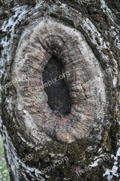 Node Wood Nature Trees Trunk