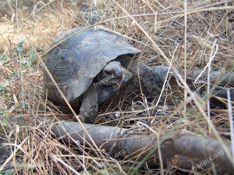 Turtle Animals Slowly Free Photos