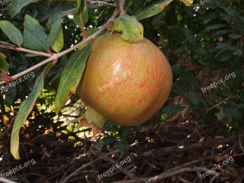 Pomegranate Fruit Mediterranean Free Photos