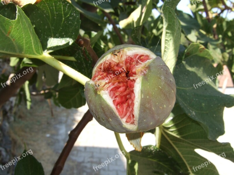 Fig Fruit Mediterranean Eat Free Photos