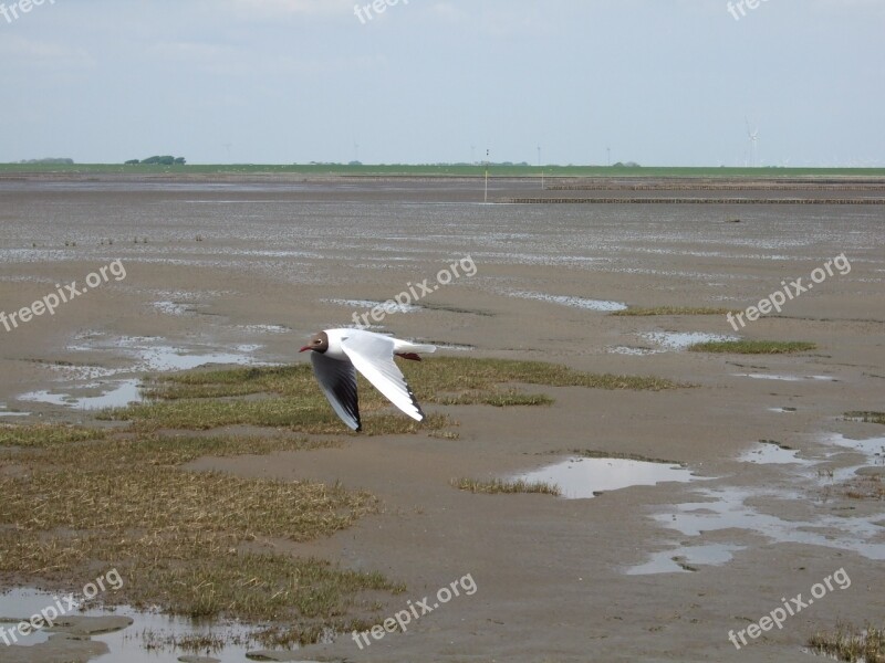 Seagull North Sea Bird Coast Maritime