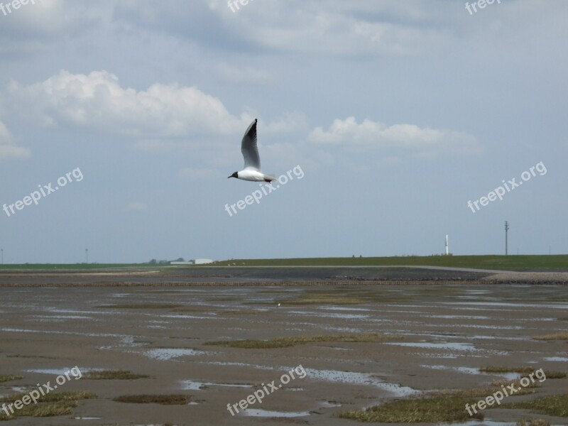 Seagull North Sea Coast Bird Beach