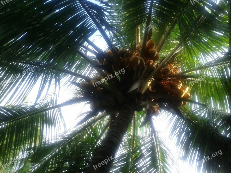 Coconut Tree Coconuts Palm Tree Sweet Nature